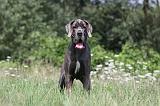 DOGUE ALLEMAND 159
